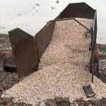 В Ростове нашли и уничтожили более тридцати тонн грибов