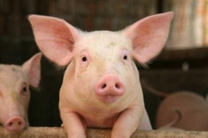 Россия запретила ввоз украинской продукции из свинины