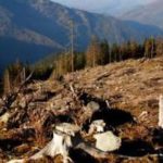 Кабинетом министров Украины принято решение о временном запрете санитарных вырубок в лесах Украины