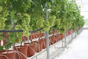 Капельное орошение виноградников и другие способы полива